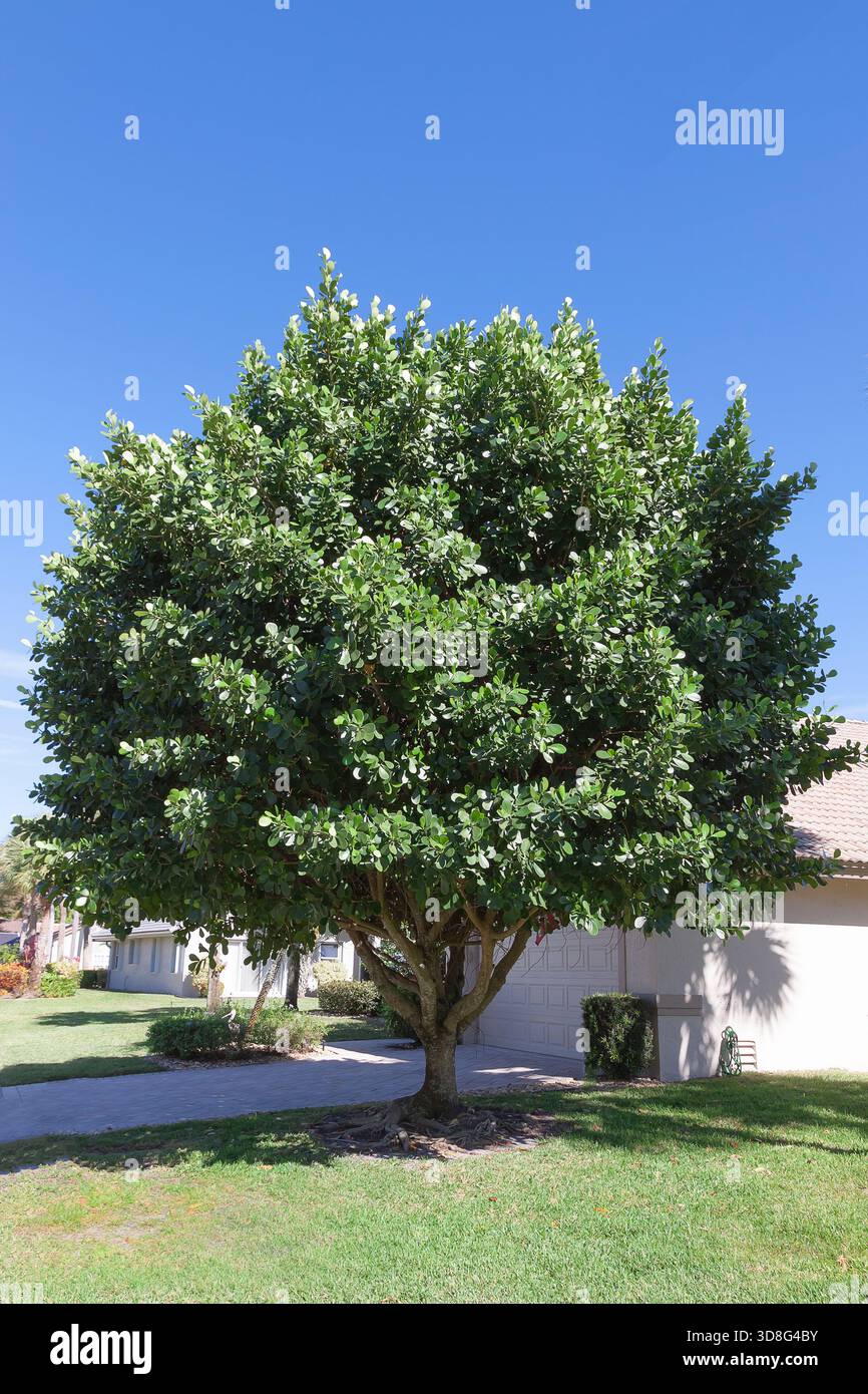 The Autograph Tree, Clusia Rosea,is an evergreen, tropical ...