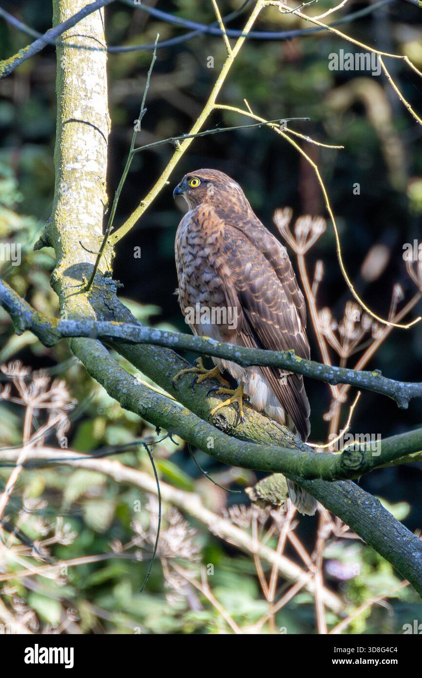 Female sparrowhawk photographed at Bull Island Dublin Ireland. This ...