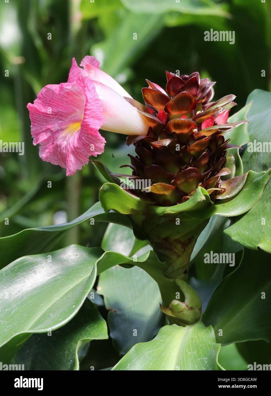 White costus flower hi-res stock photography and images - Alamy