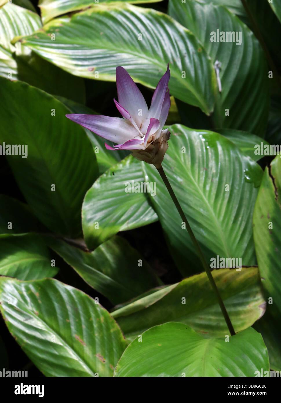 Brazilian calathea hi-res stock photography and images - Alamy