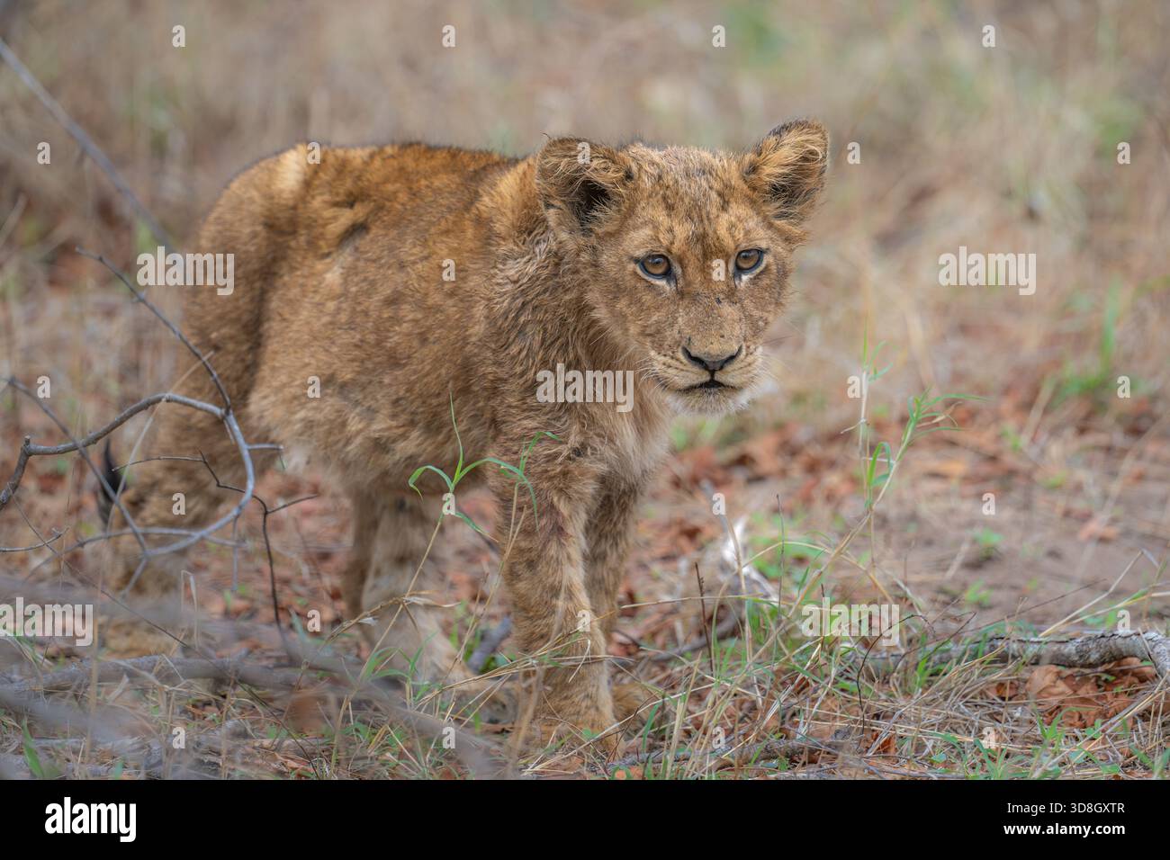 Lion cub fearless in its movement in the bush- full body image Stock ...