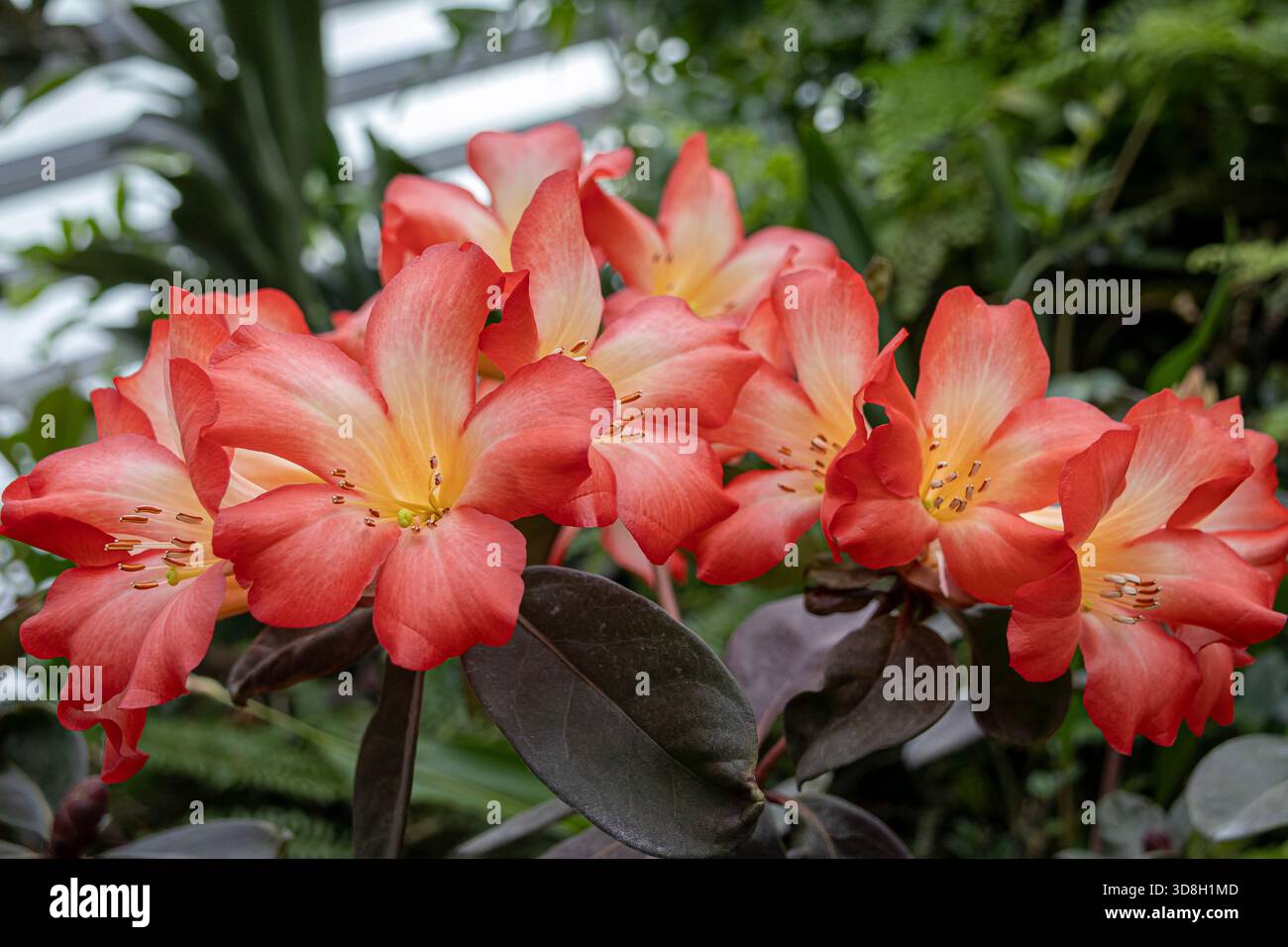 Vireya rhododendron hi-res stock photography and images - Alamy