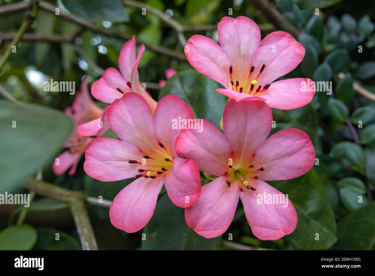 Vireya rhododendron flower hi-res stock photography and images - Alamy