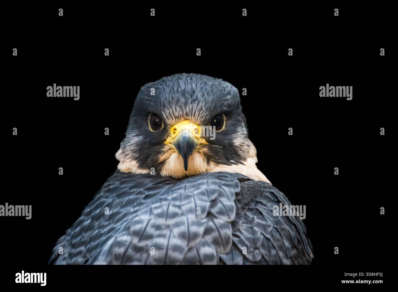 birds-of-prey-centres-give-great-options-to-visit-in-between-journeys