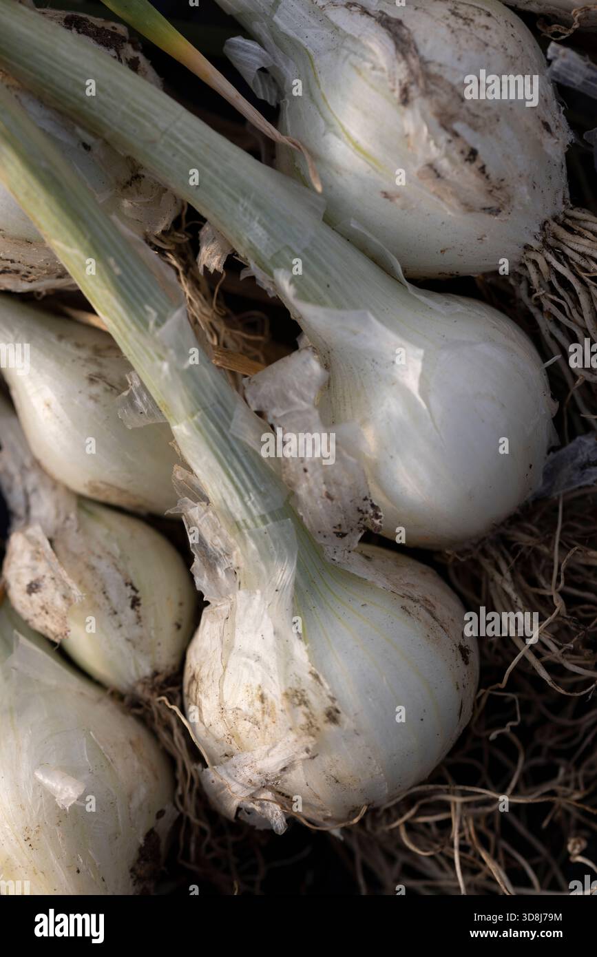 Freshly harvested spring onions on allotment table Stock Photo