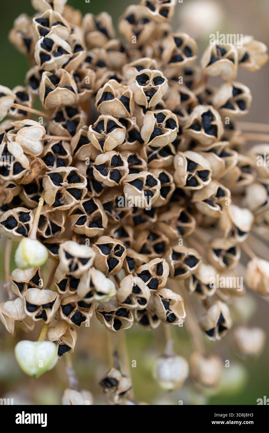 Allium seed head Stock Photo