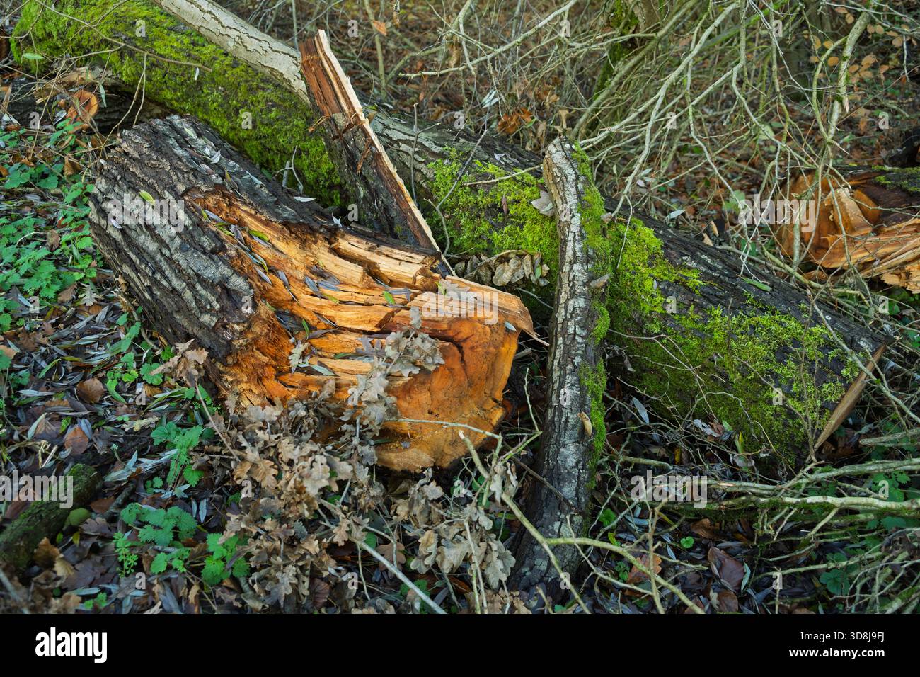 Autumn colours of leaves of the forest floor with an old fallen tree  covered in moss. Stock Photo