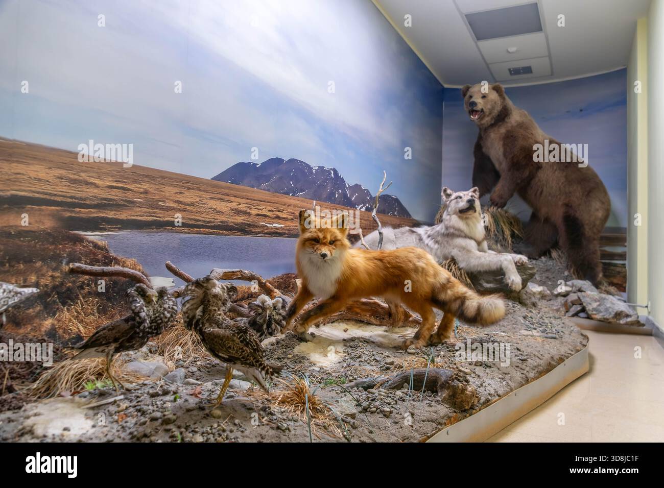 Arctic Fox Wolf Bear And Birds Taxidermy Diorama In Anadyr Museum 