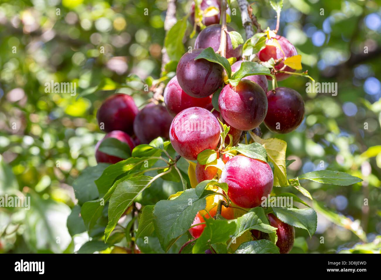 Close up of wild, British cherry plums growing on a tree branch in dappled summer sunlight, in July. Stock Photo