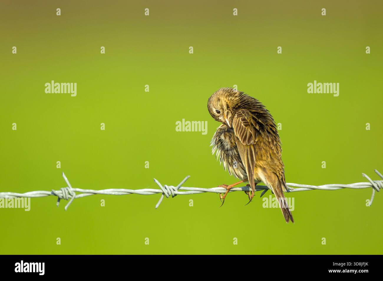 Meadow pipit (Anthus pratensis) preening, side view against a green background on barbed wire fencing in warm morning light - Stock Image