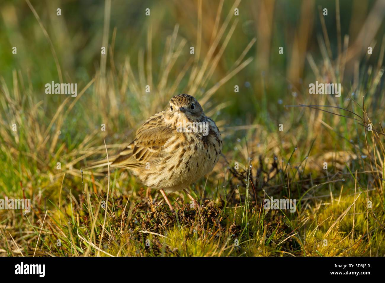 Meadow pipit (Anthus pratensis) looking at camera, standing amongst rough grasses in warm morning light in the North York Moors national park - Stock Image