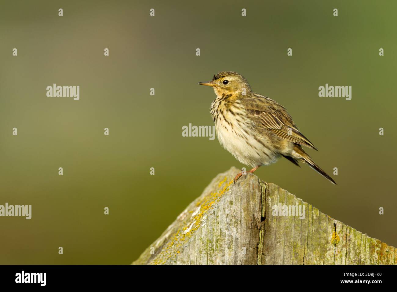 Meadow pipit (Anthus pratensis) side view against a green background on top of a wooden post in warm morning light in the North York Moors - Stock Image