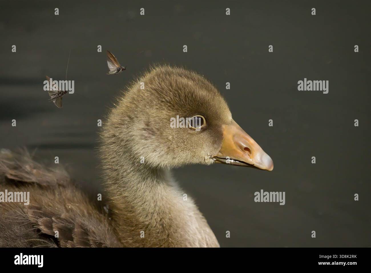 Immature Greylag  goose portrait captured during seasonal Mayfly hatch on a lake. Stock Photo