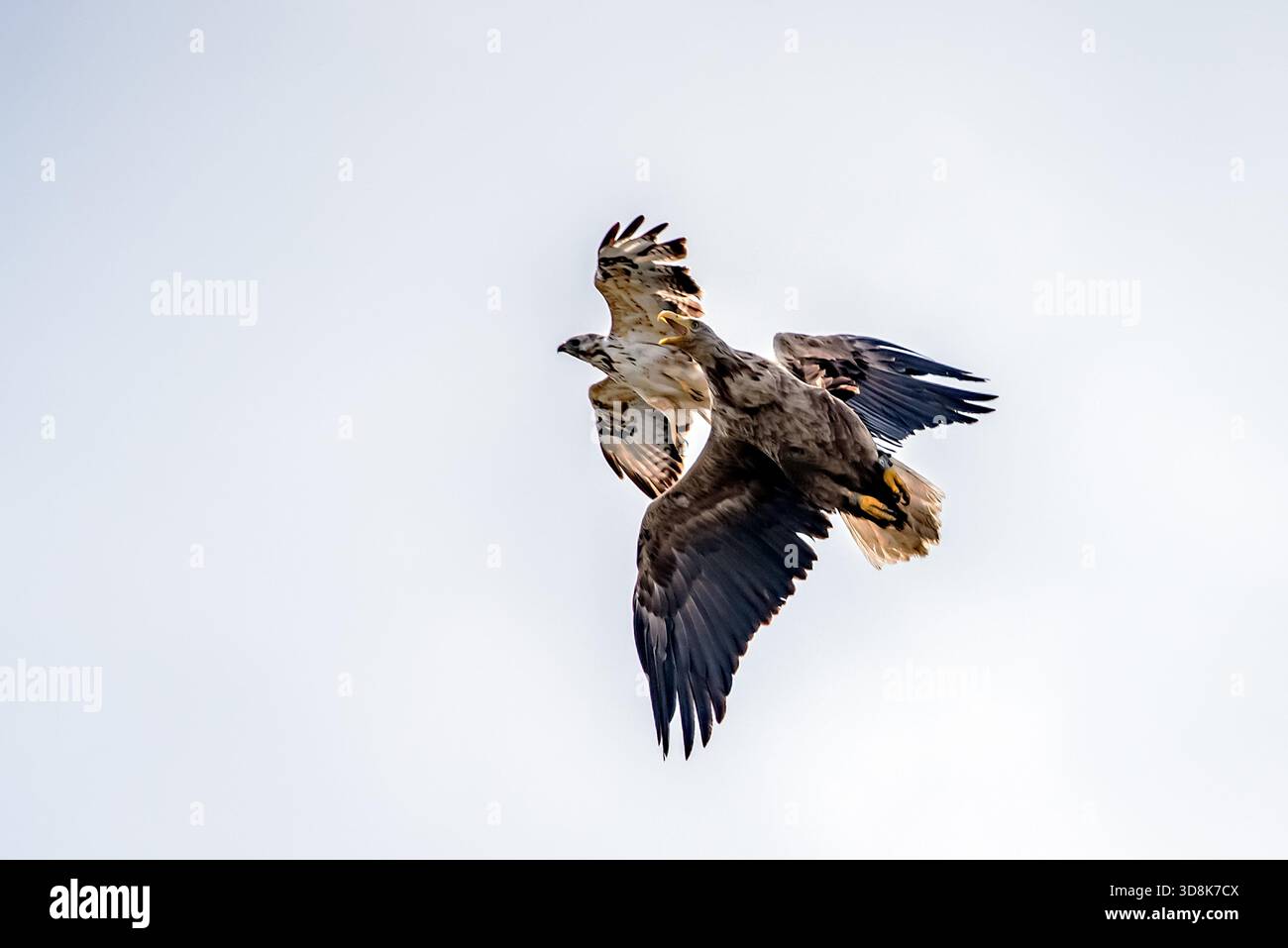 Mice Bussard attacks the eagle Stock Photo
