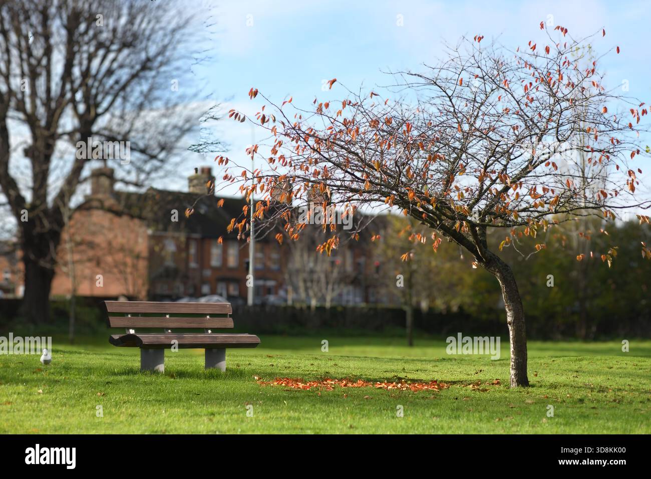 Park bench in autumn Stock Photo