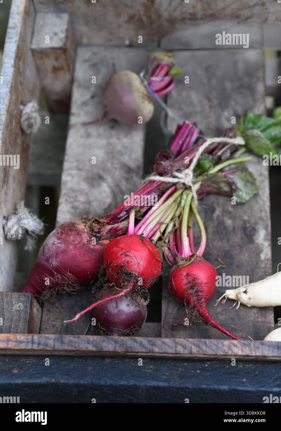 Fresh beetroot Stock Photo