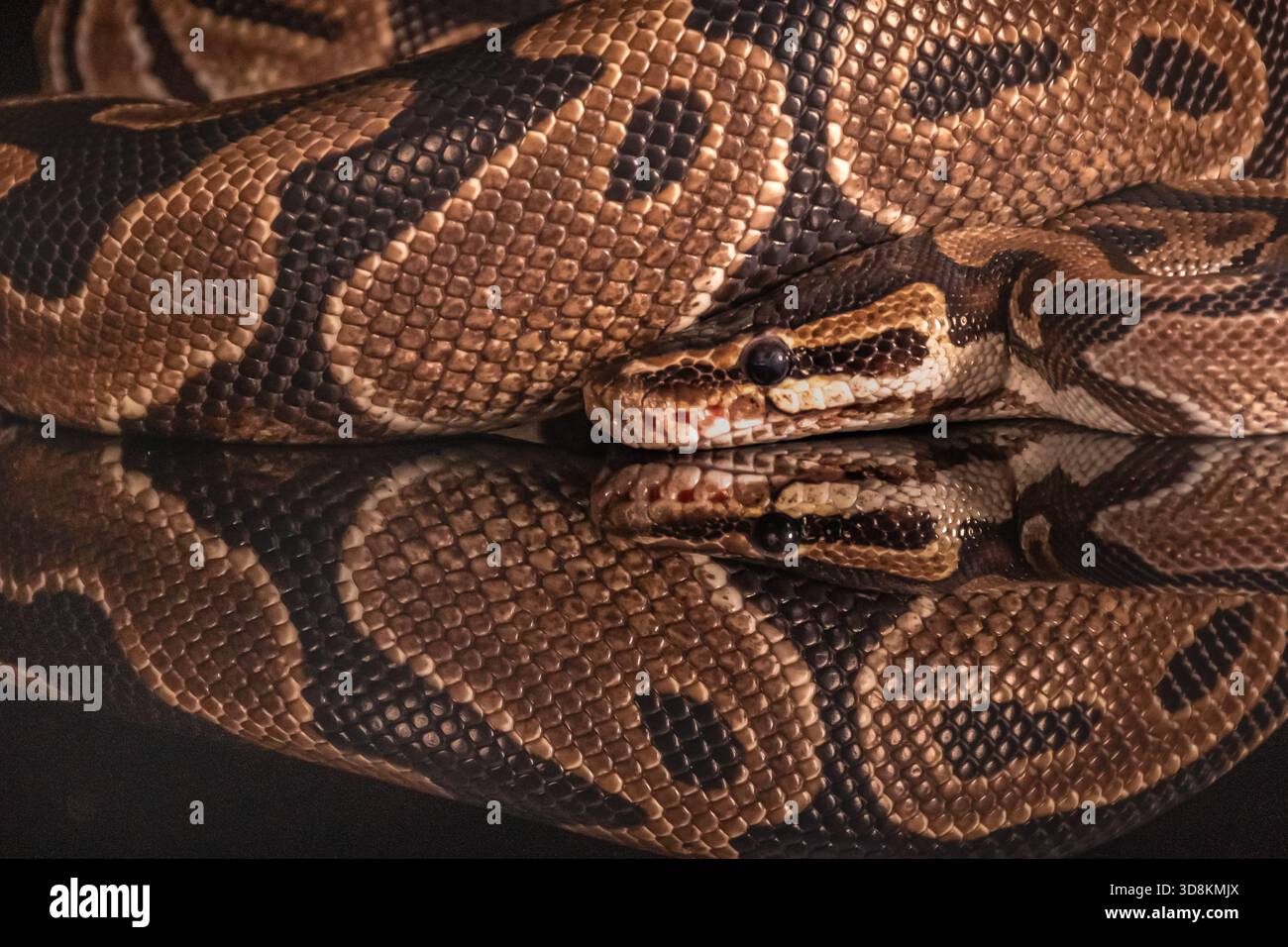 This Burmese python was displayed in a dark studio. The reflections from it were most satisfactory. Stock Photo