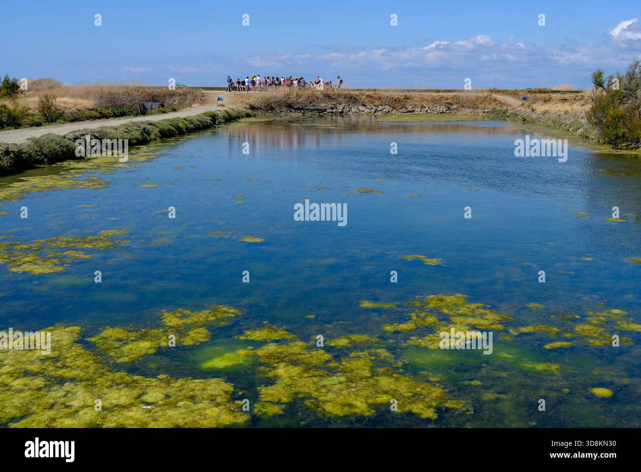 Marsh Re 30 JUL 2025 - Ile de Re, France - A Salt marsh in Ile de Ré. The island ...
