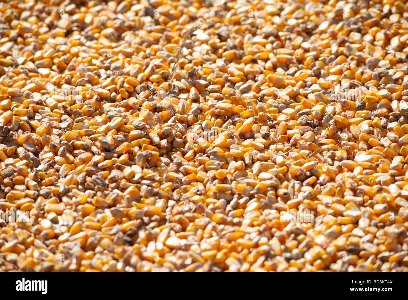 Yellow Maize Corn Seeds Stock Photo