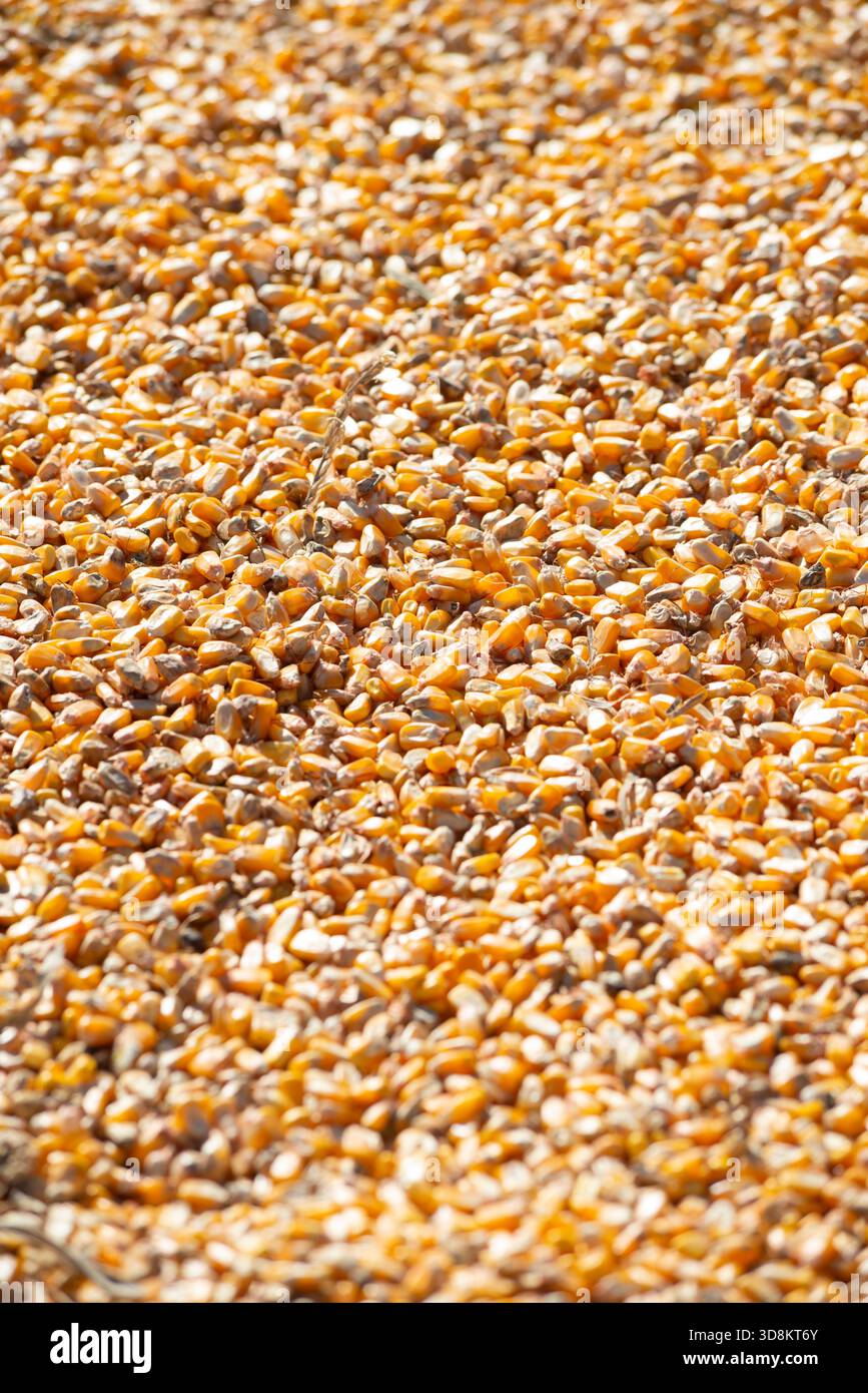 Yellow Maize Corn Seeds Stock Photo