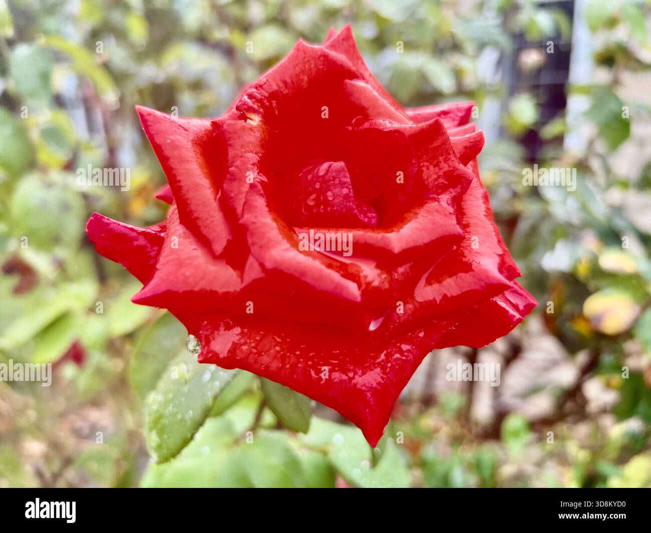 Rain drops on a red rose Stock Photo