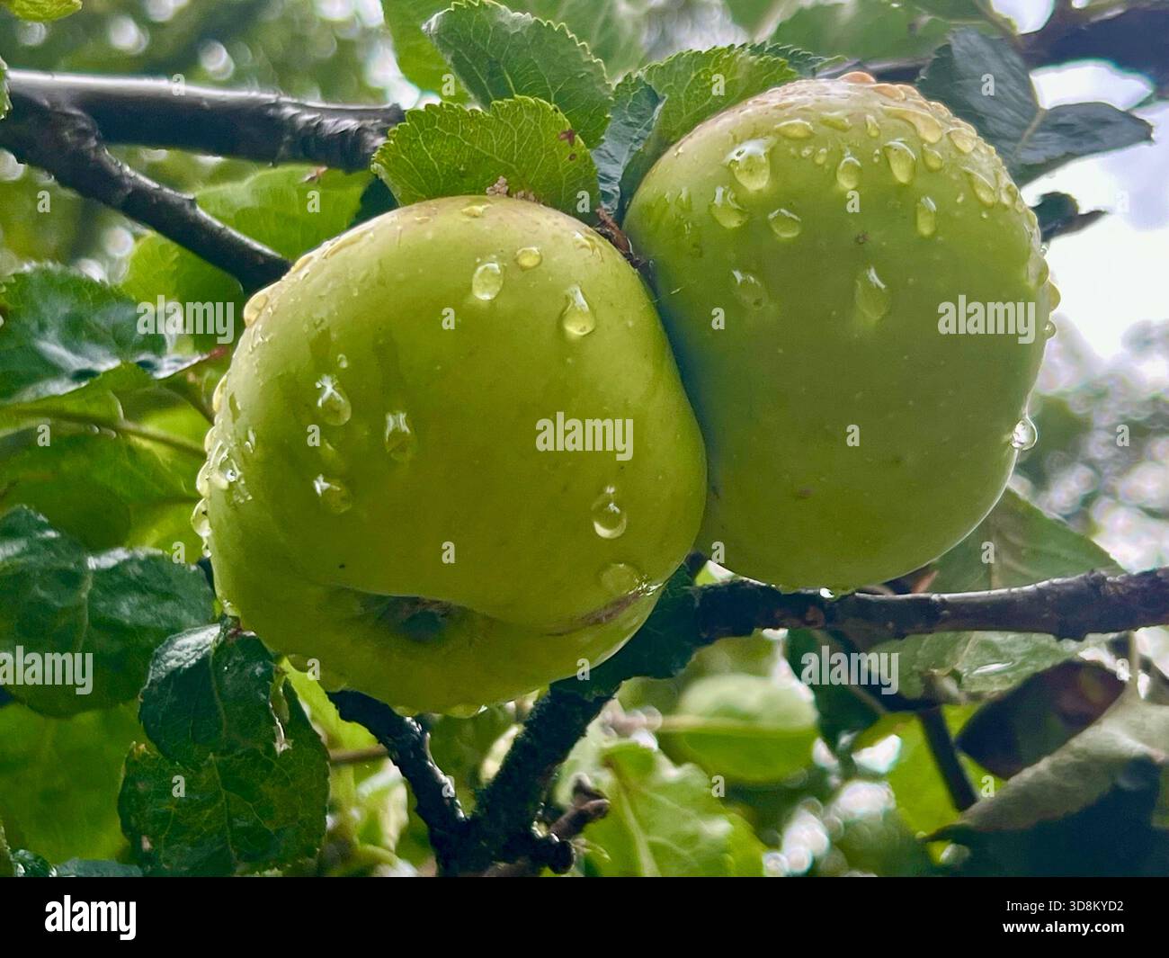 Rain drops on Apples on an apple tree North Yorkshire - Smartphone Captured Stock Image