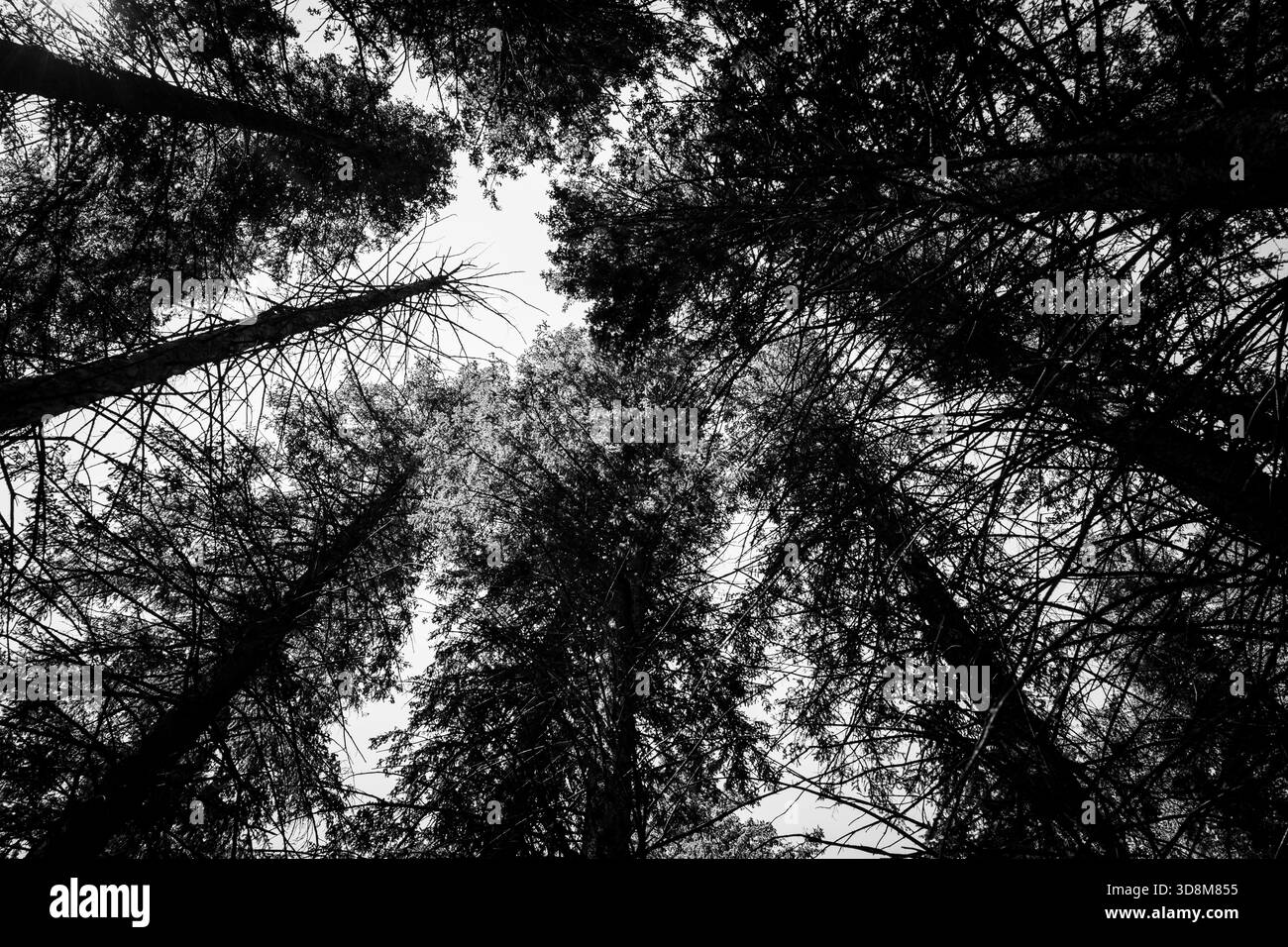 View of tall trees reaching towards the sky in a forest during daylight ...