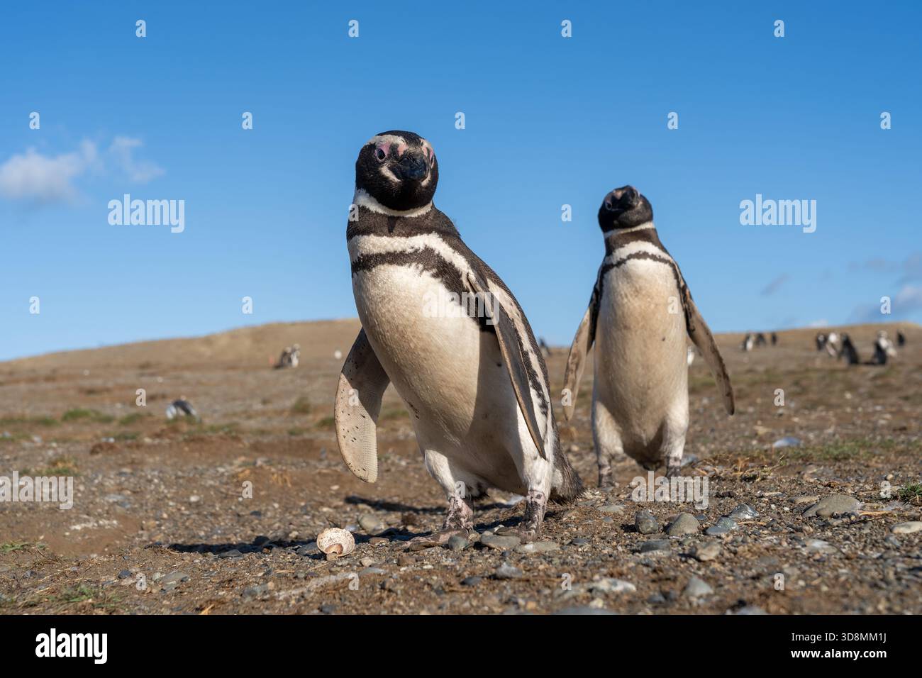 Two Magellanic Penguins standing with the blue sky background.  Magdalena Island, Punta Arenas, Chile. Stock Photo