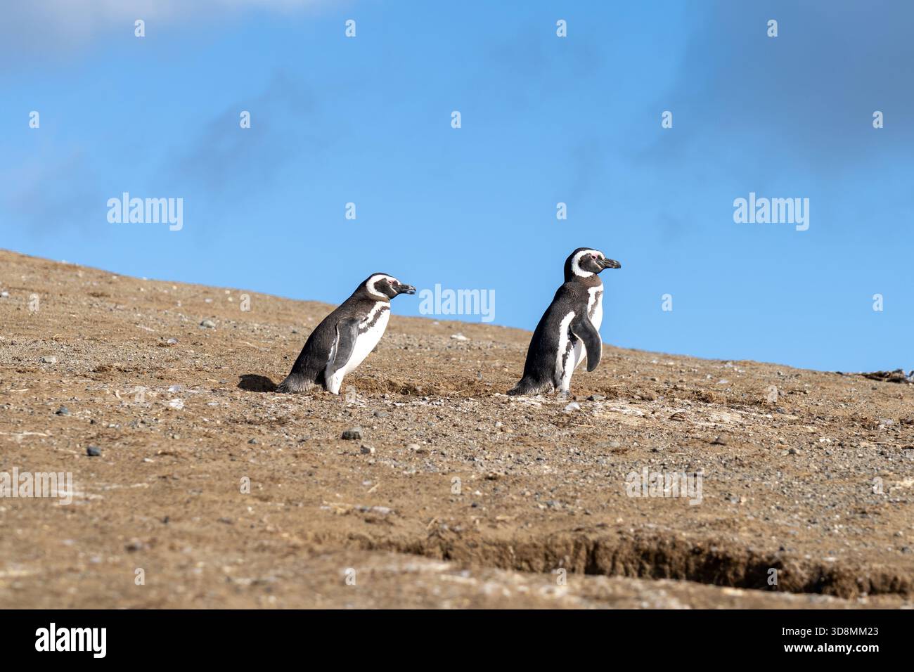 Two Magellanic Penguins standing with the blue sky background.  Magdalena Island, Punta Arenas, Chile. Stock Photo