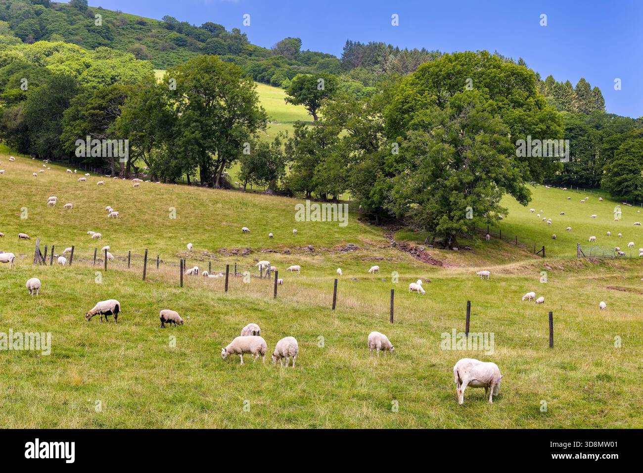 Idyllic rural landscape with sheep on a farm in the Brecon Beacons ...