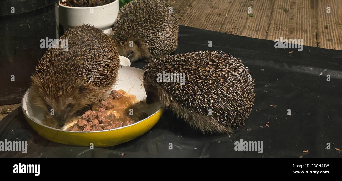 Three hedgehogs are gathered around a yellow bowl, enjoying their meal in a warm outdoor environment with soft textures and natural elements. - Smartphone Captured Stock Image
