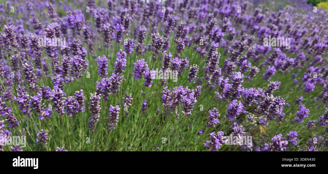 Vibrant lavender flowers are blooming in a lush green garden setting filled with nature. - Smartphone Captured Stock Image