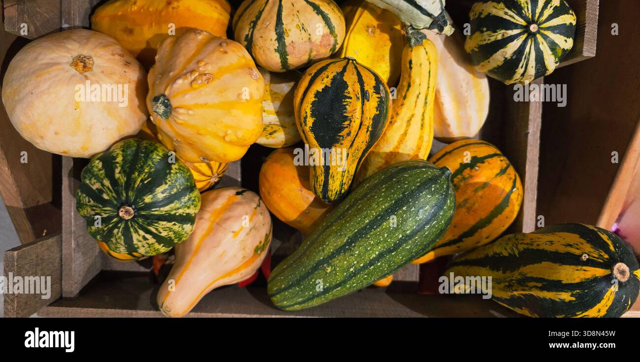 Colorful decorative gourds are arranged in a wooden crate, showcasing various shapes and textures, perfect for autumn-themed decor. - Smartphone Captured Stock Image