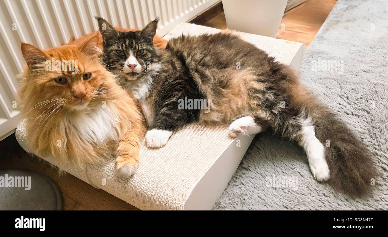 Two cats are comfortably lounging on a soft cushion in a stylish living area, showcasing their relaxed demeanor and companionship. - Smartphone Captured Stock Image
