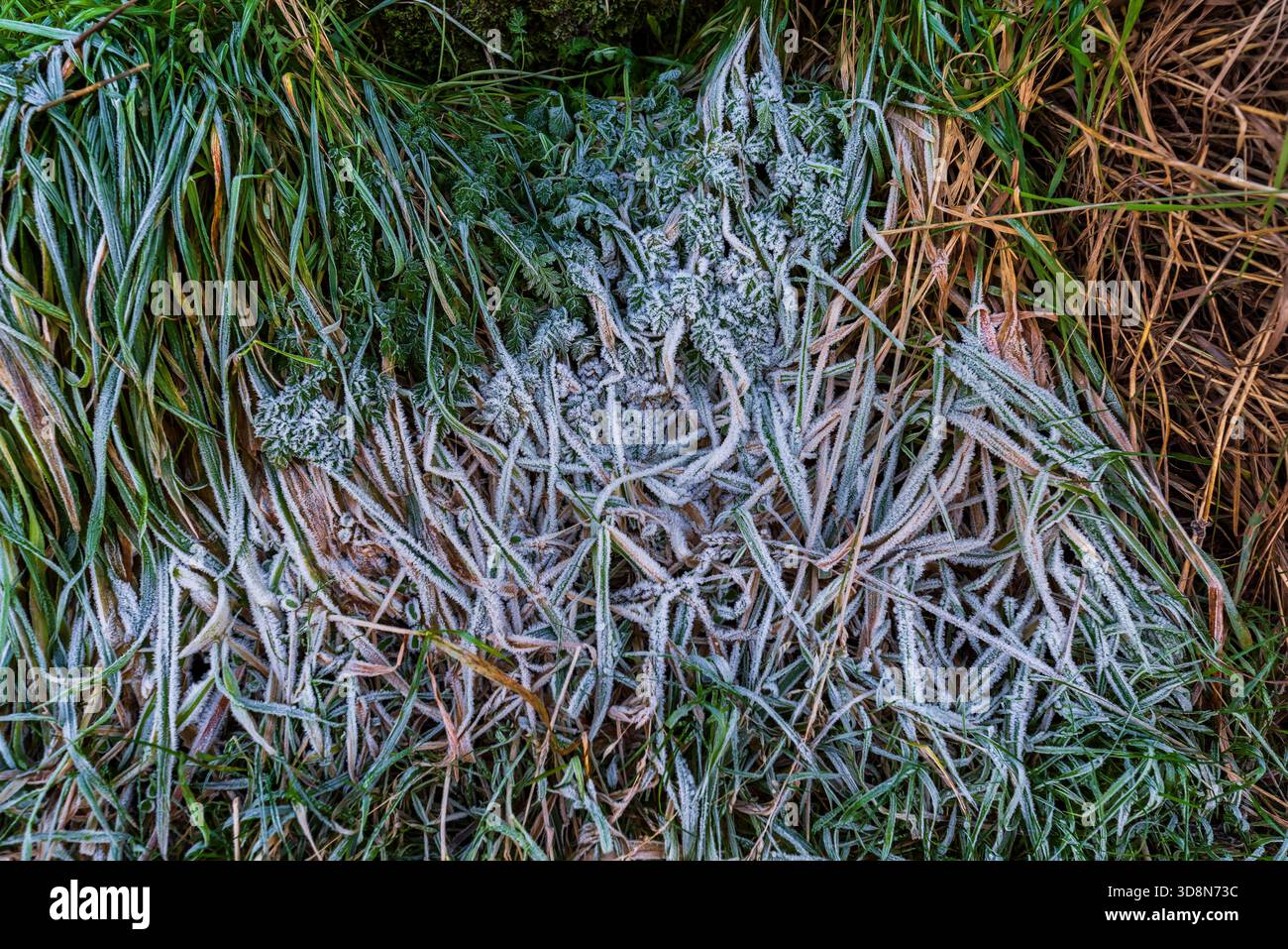 Ice crystals formed on grass in the Manifold Valley, Staffordshire Stock Photo