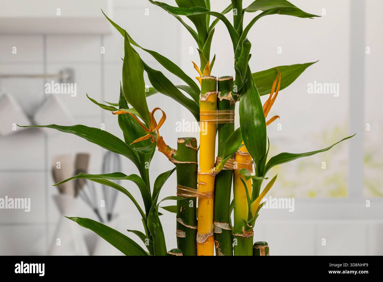 Lucky Bamboo plant with yellow leaves and stalk. Plant care, indoor  gardening, and growing houseplants concepts Stock Photo - Alamy