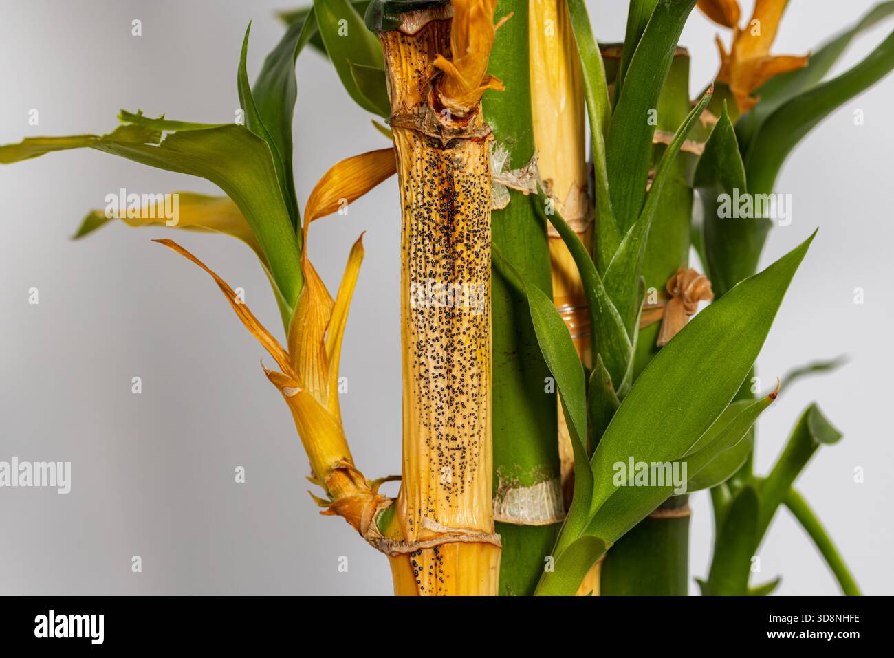 buy coca plant Marcgravia sp. El Coca | Plants main image 1