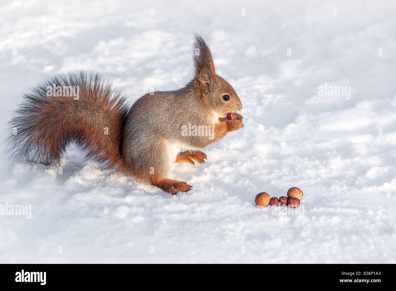red squirrel eats nuts in the winter on the snow. Stock Photo