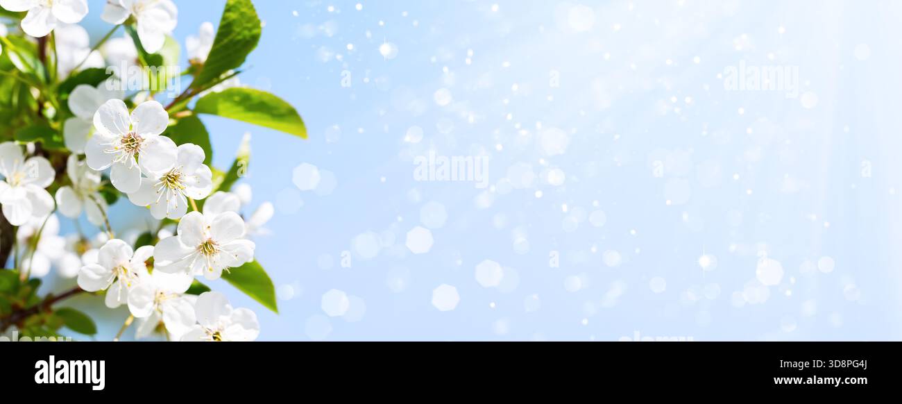 Cherry blossom branches with copy space for text, web banner. Spring time concept. Stock Photo