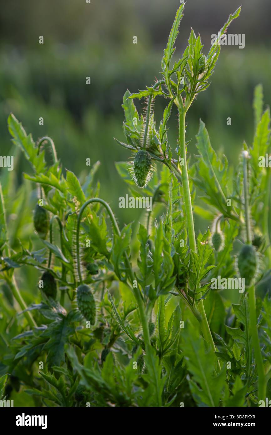 Featuring slender green stems hi-res stock photography and images - Alamy