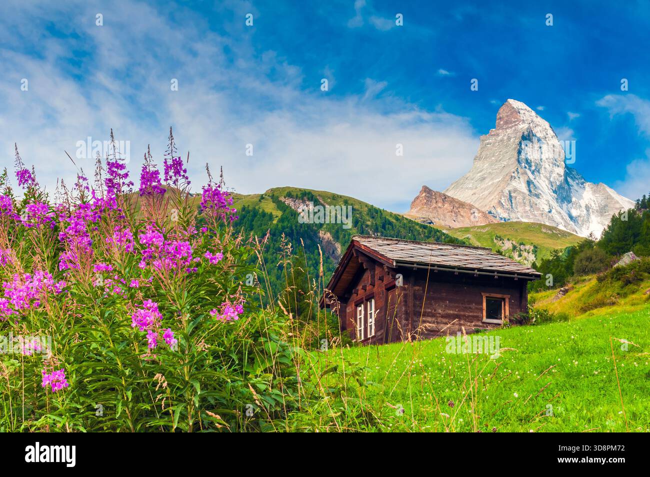 Zermatt In Spring Rhododendron flowers on summer hi-res stock photography and images - Alamy
