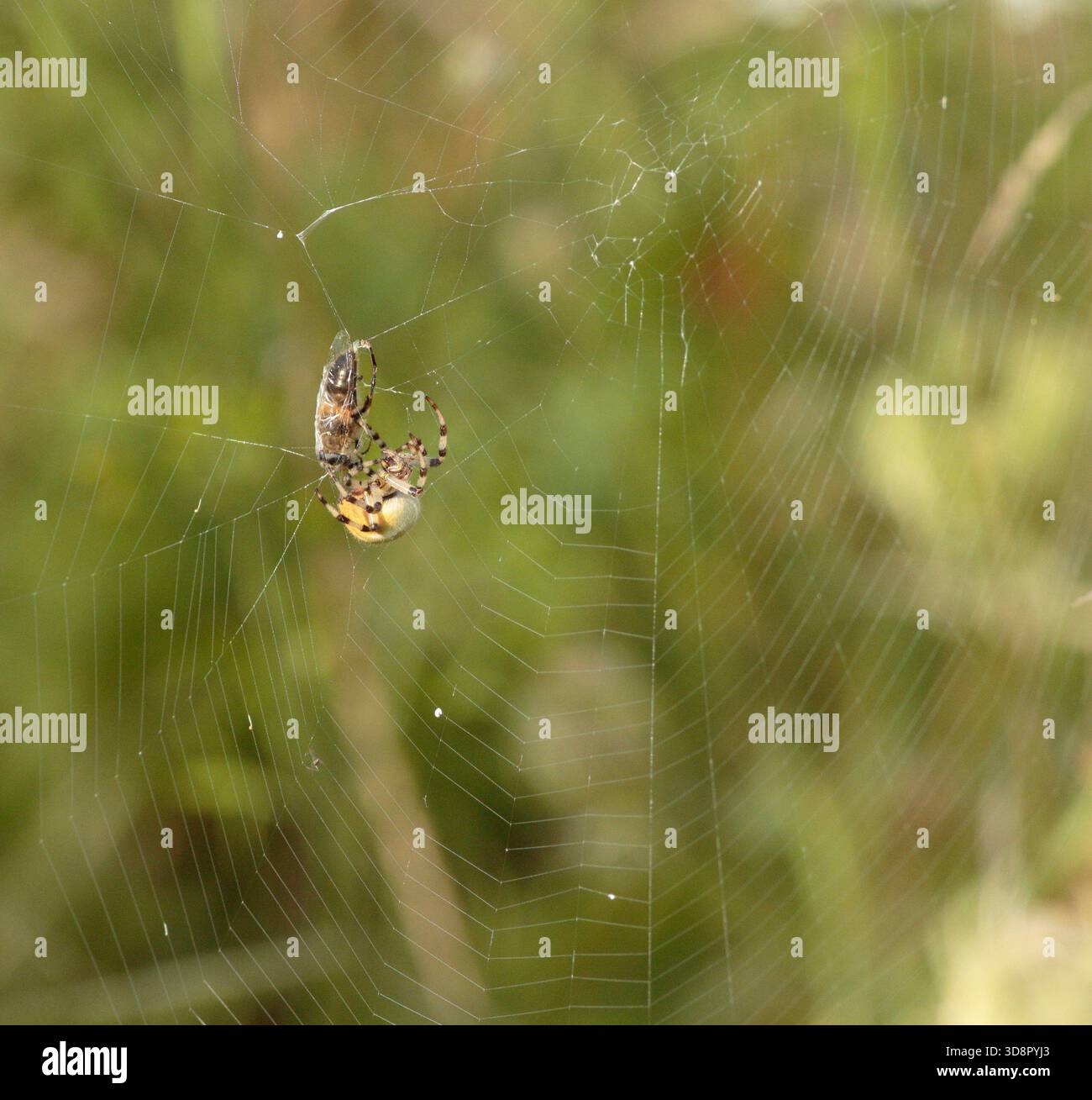 Garden Spider with a fly in her web Stock Photo - Alamy