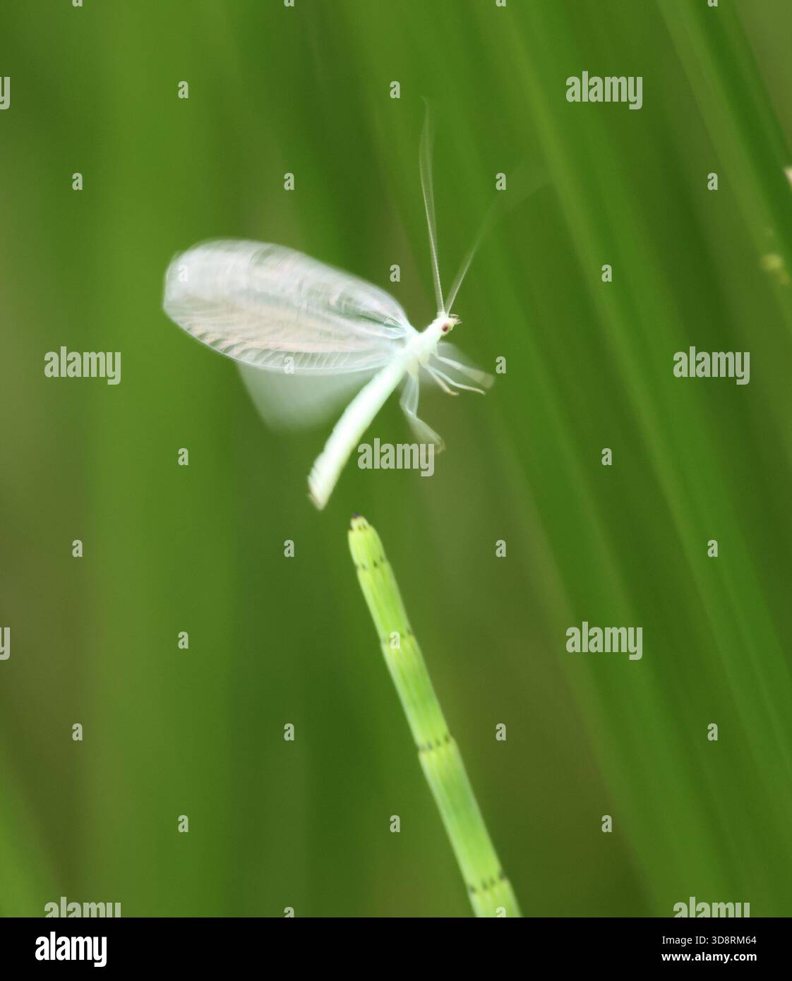 Lacewing in flight. Stock Photo