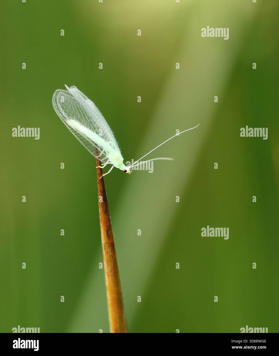 Lacewing Stock Photo