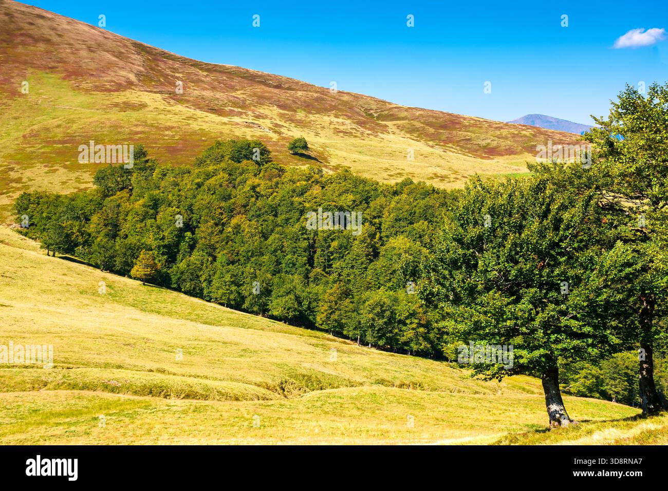 beech forest on the hill in late summer. carpathian mountains of ukraine under blue sky clouds. beautiful green environment background in morning ligh Stock Photo