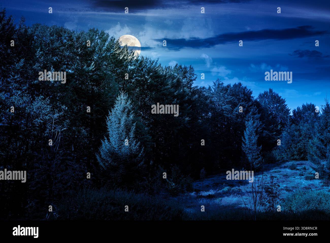 beech forest on the hill in late summer at night. mountains under dark sky clouds in full moon light. beautiful green environment backdrop for fiction Stock Photo