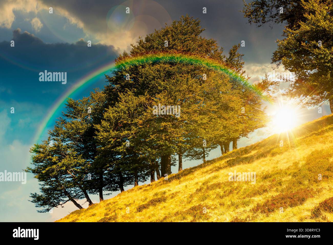 beech forest on the hill in late summer at sunset. mountains under blue sky clouds in evening light. beautiful green environment background for timele Stock Photo
