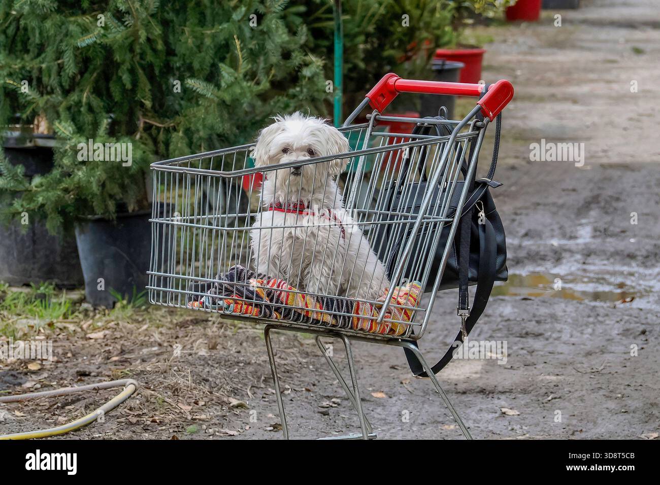 Curated visual reference: Introducing Dogs To New Shopping Carts Reference: Dog Inside A Shopping Mall Hi Res Stock Photography And