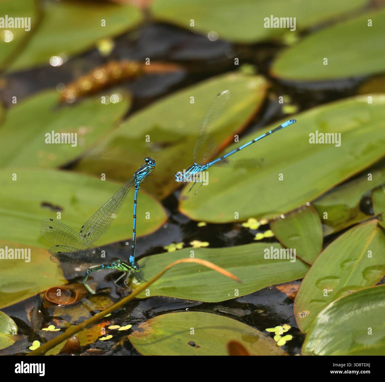 Common Blue Damselfly Stock Photo - Alamy