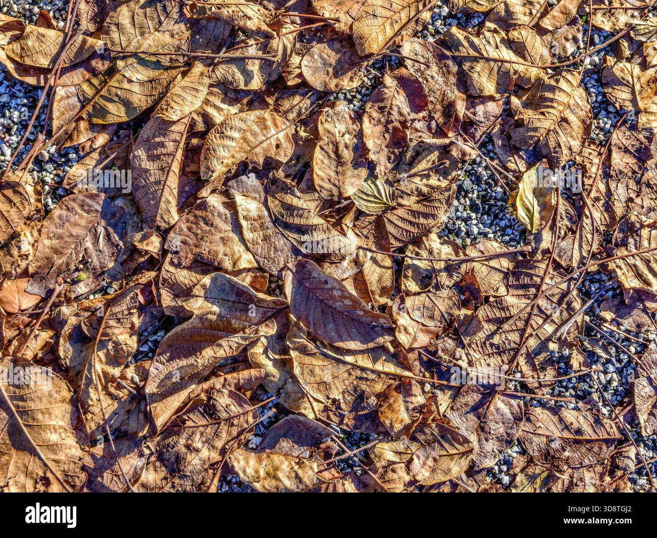 Fallen Autumn leaves. Stock Photo